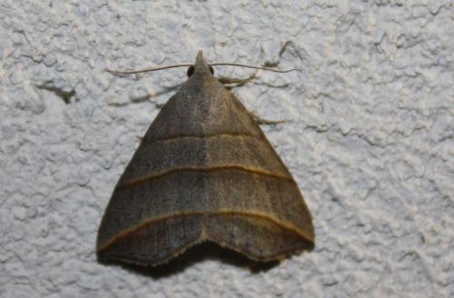 Colobochyla salicalis